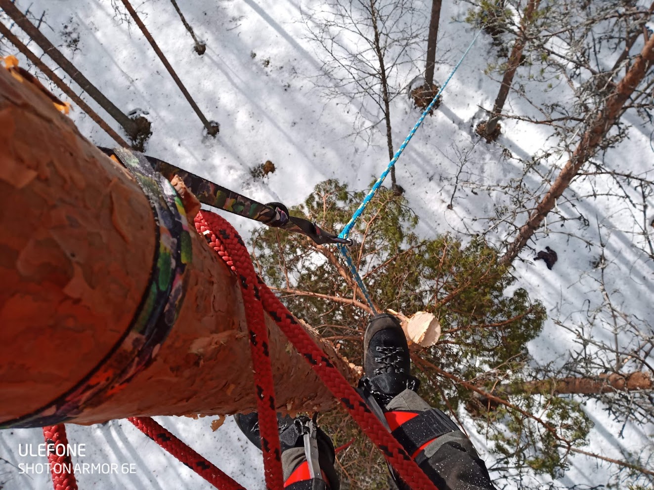 Kun puuta ei voi kaataa kokonaisena, se on kiipeilykaadettava. Tässä latvakin oli turvallisinta laskea alas köyden varassa; asiakas pitää köydestä ja laskee lavan maasta käsin