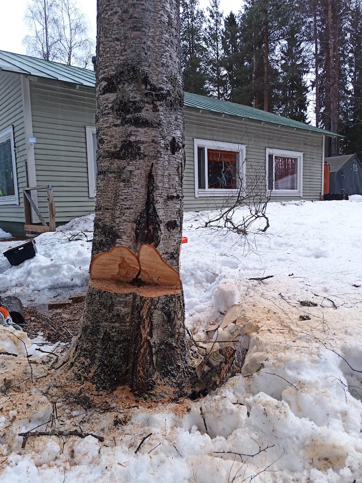 Näissä pitää yrittää olla tavallistakin huolellisempi. Laho sisus. Voi kaatua arvaamattomasti, siksi pitää koettaa jättää tervettä puuta pitopuuksi