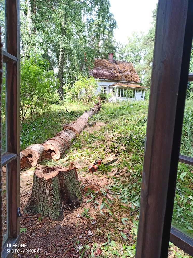 Suora kaato, laho puu, joten tarkkana saa kuitenkin olla